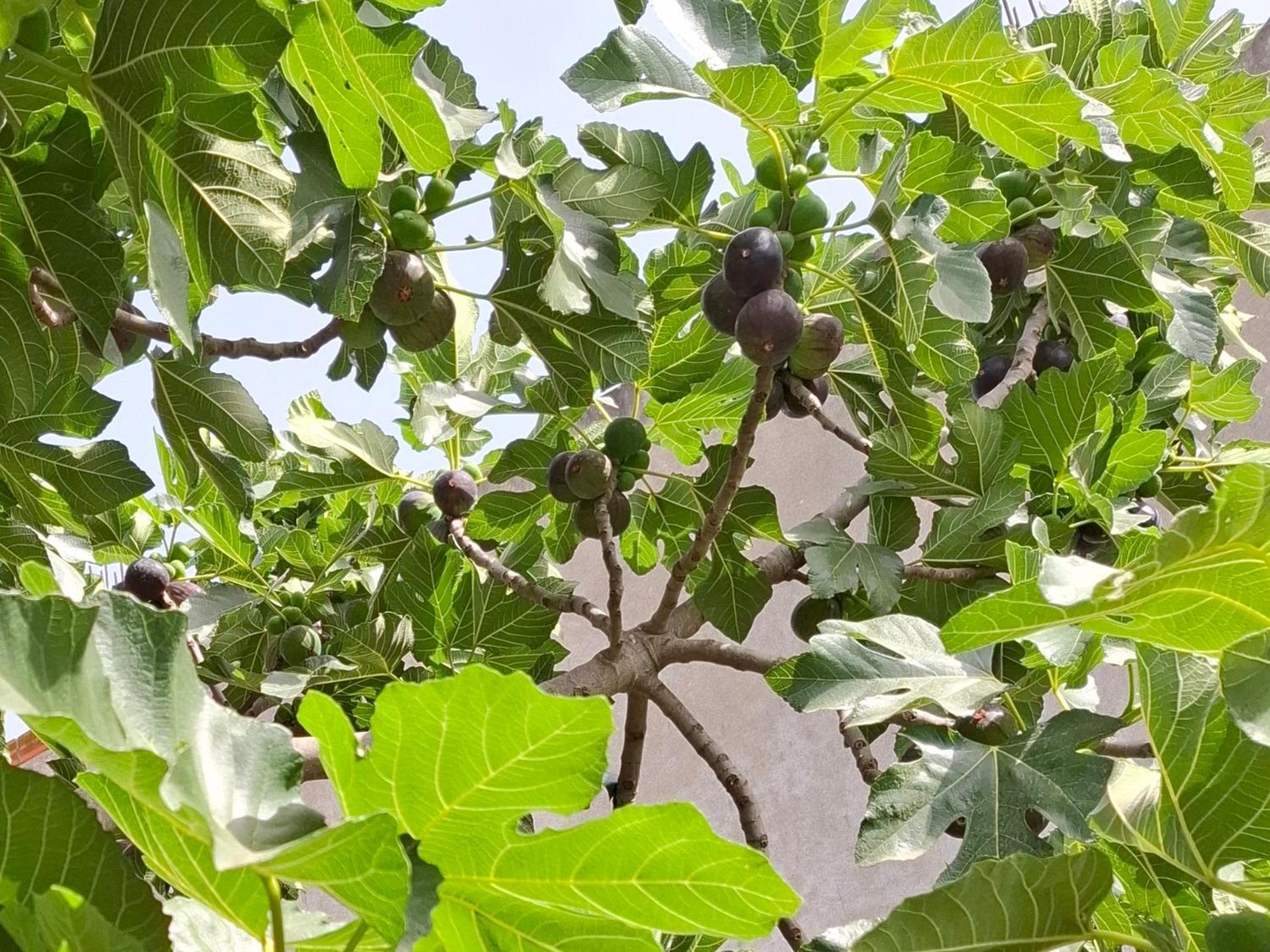 Vila Noar Vlorë エクステリア 写真